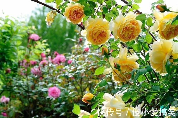 新手养月季牢记4点，不死苗开花还多，阳台轻松变花海！