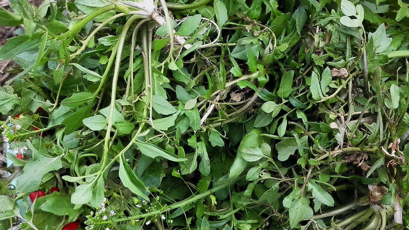 野菜|49种野菜大图片，带你见识不同的野菜和吃法，你想要的野菜这里有