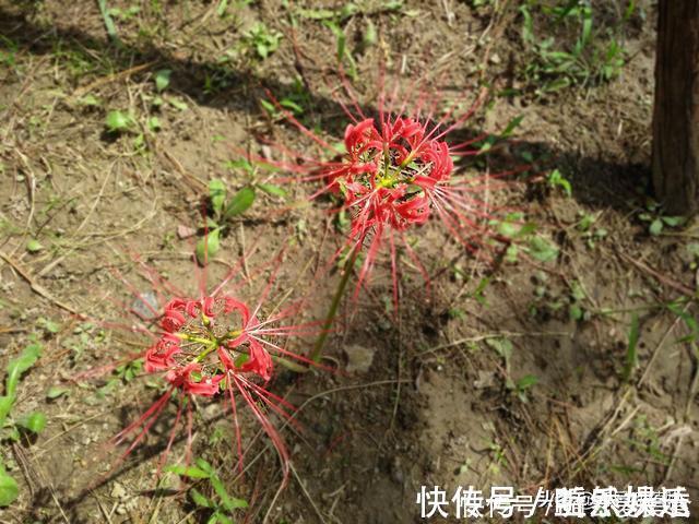 植物|开花不见叶，花叶生生世世永不能相见的植物，还有一个好听的名字