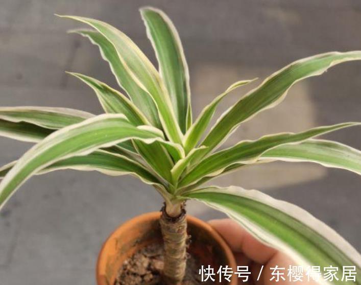 一剪|8月给吊兰剪一剪,快速养成精致大老桩,谁见了都夸美