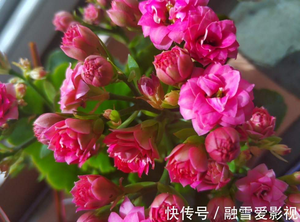 家里要是有集中化,春天之后抓紧时间修剪,不然会影响第二年开花