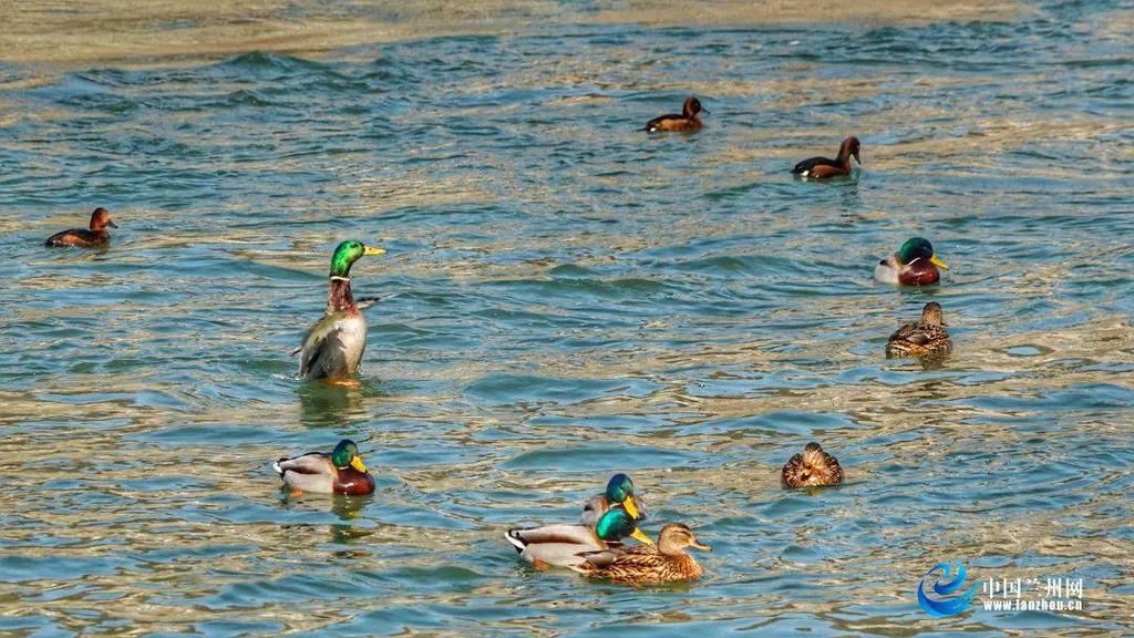 中年|正当时！“云赏”兰州春~