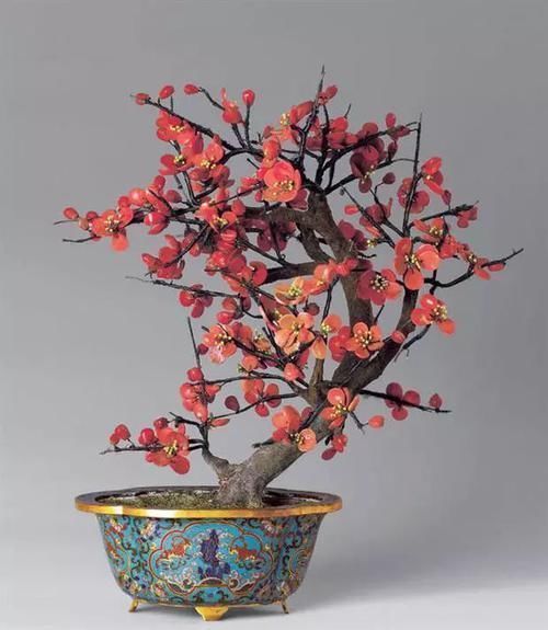 养花|古人最喜欢的8种“吉祥花”,养一盆日子越过越舒心