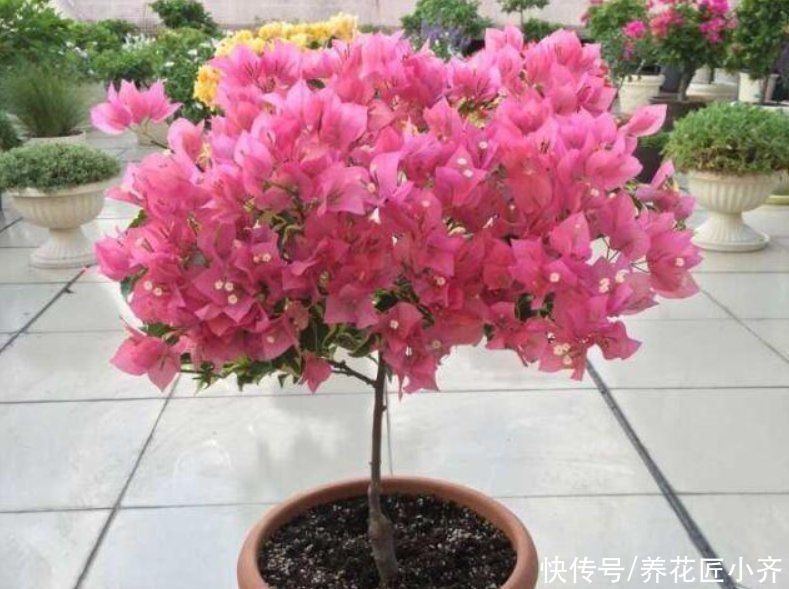 家里养这“4种花”，立春过后要“修剪”，晚了长势弱，影响开花