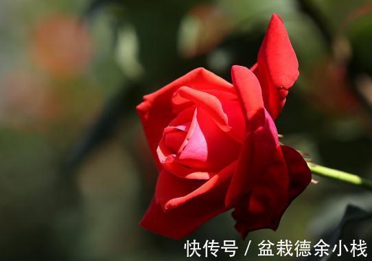 34种常见花草耐冻极限温度,哪些该搬到室内养,一清二楚