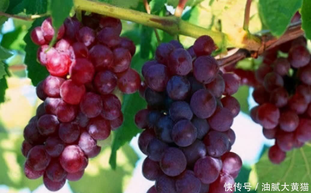 葡萄|女性不愿老太快,可以多吃三种食物,排毒养颜,滋润身体!