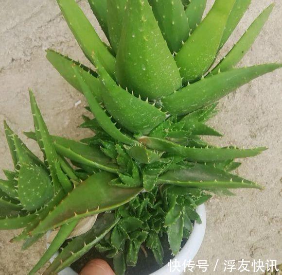 养芦荟，“脾气”爆，一言不合爆满小崽，砍掉小芽变“大树”