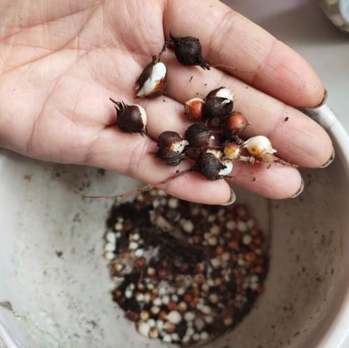 一年生一窝的5种花，越养越多，养它们不花钱还能赚钱！