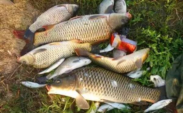 野钓大鱼用饵技巧,对比蘸米钓和麻团钓,用这几招,小鱼群钓大鱼