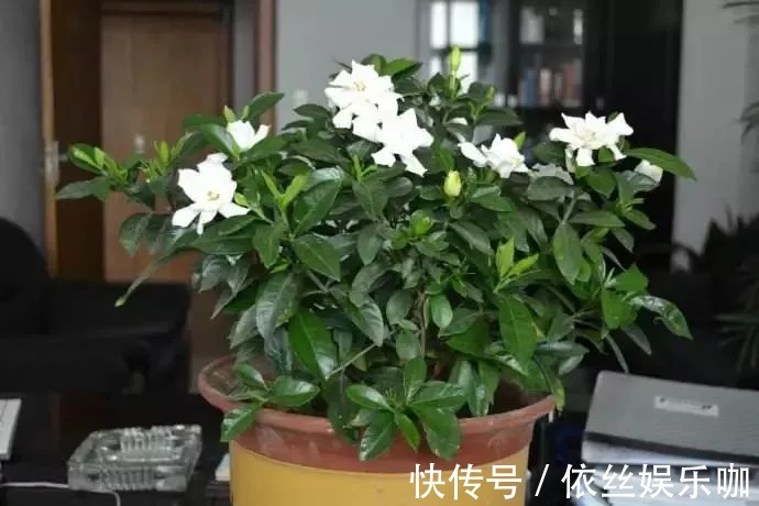 白醋|盆里埋2粒黄豆,叶子绿得能滴油,半年不用施肥!