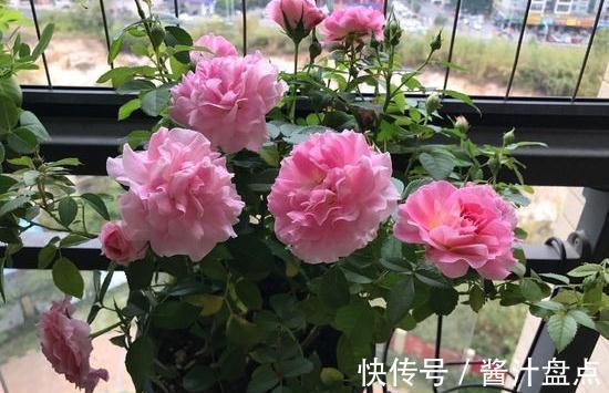 修剪|要想月季开爆花,只需4招,来年月季变成绣花球