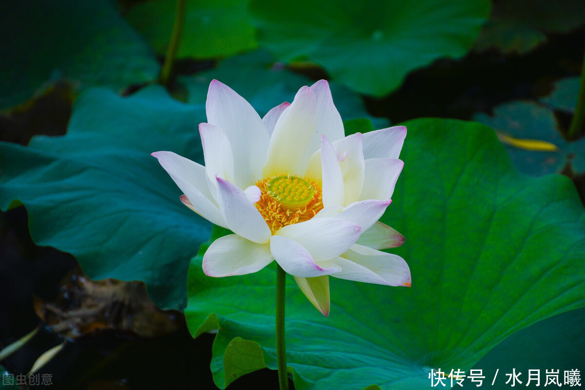 时光|一盏闲茶看落花,半帘月色酬知己