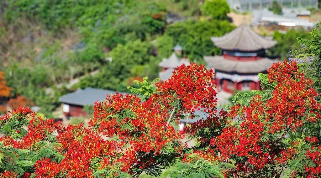 ?处处飞花的攀枝花有多美?