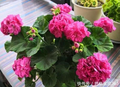 花友|花友最喜欢养的4种花,养护简单极易爆盆,开花多又漂亮!