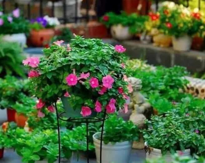 3种过期药片扔掉很浪费,用来做花肥,比买花肥料还好用,又省钱