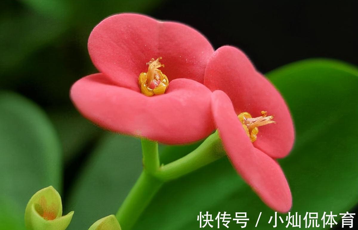 农历九月十八霜降后，养什么花？家里养3种花，幸福安康富贵吉祥