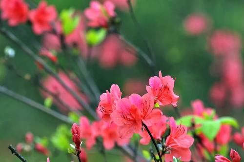 颜值高、开花多、易栽活的杜鹃花，这样养才对！