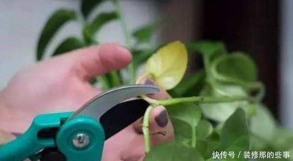  根系腐烂|快速解决栀子花、绿萝、吊兰、发财树烂根黄叶难题？1招搞定