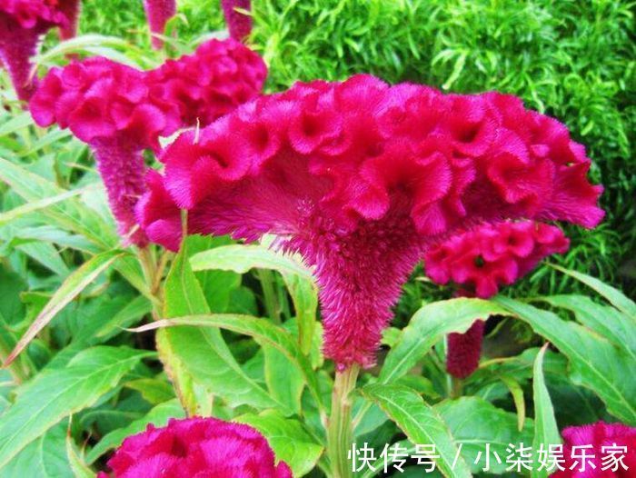 什么属相养什么“花”,一看就明白,看看你养对了吗