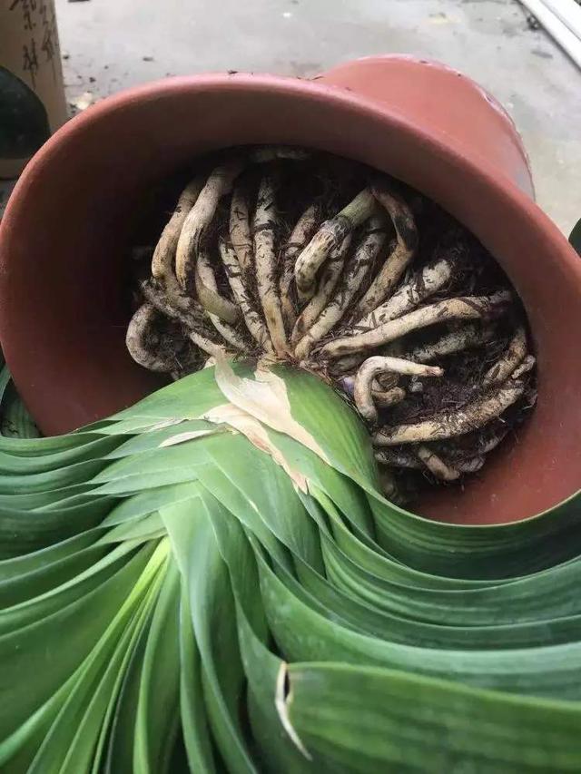 君子兰换盆时要剪根别太随意,剪错会整盆死