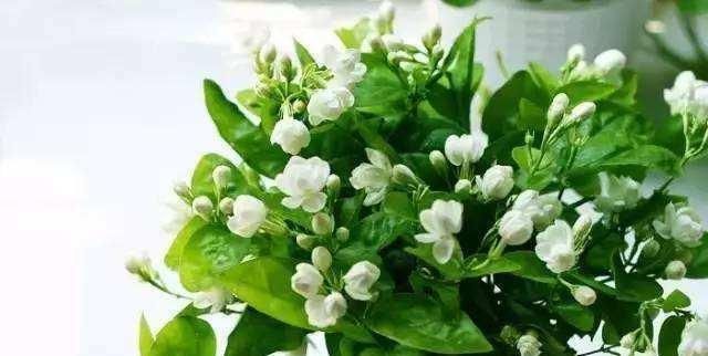 盆栽|盆栽茉莉花,养护注意这3点,花开一茬接一茬