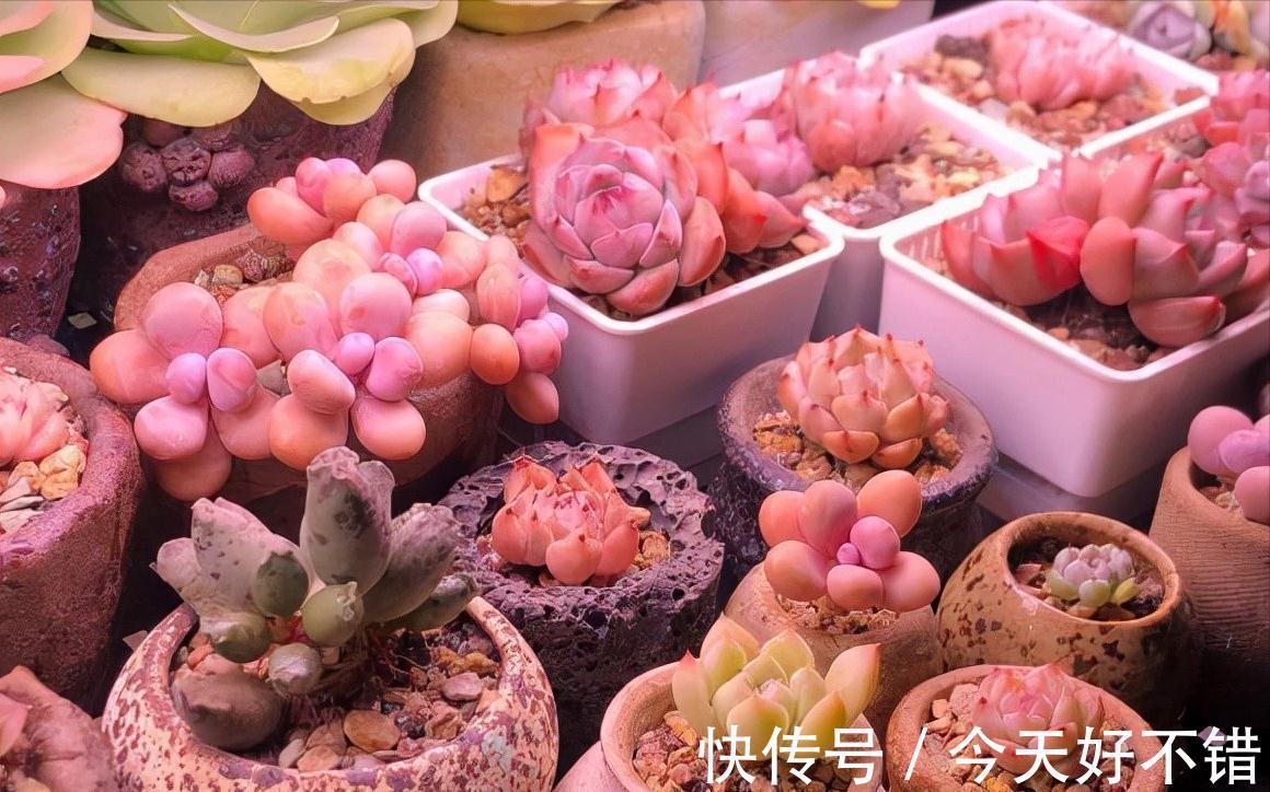 玉树|8种“漂亮花”,冬天要“虐着养”,越虐越健康,不然很难过冬