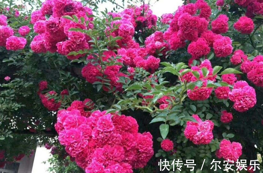 此花号称“天下第一香”,花开200天,飘香满楼,比茉莉好看多了