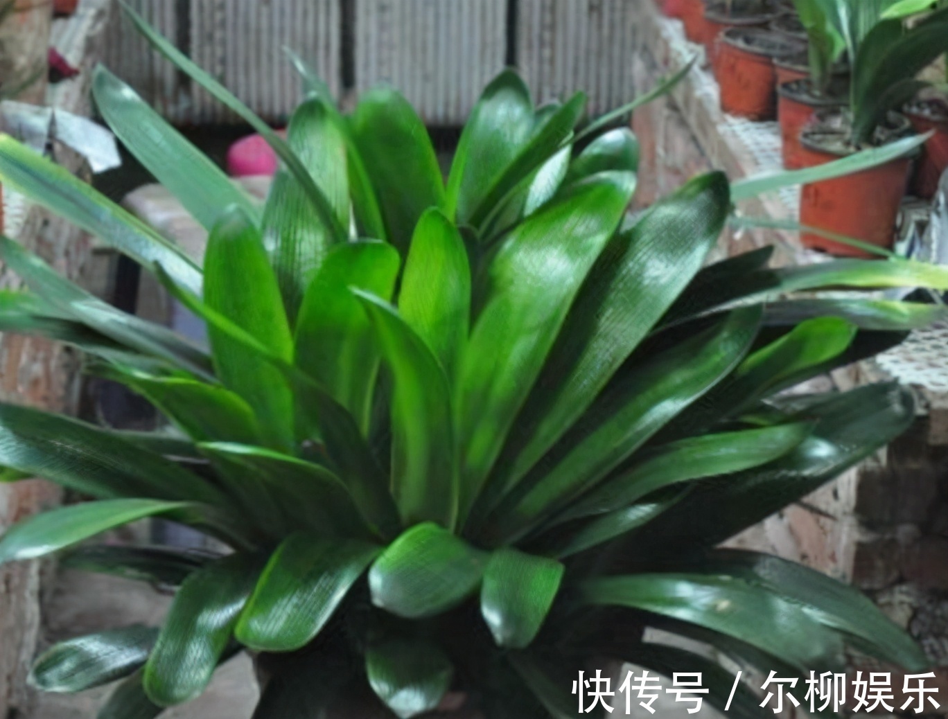 光合作用|7种花如果不生长,米醋每月浇一“壶”,恢复生长,叶子绿油油