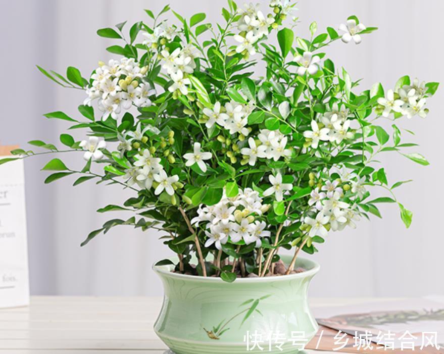 6种“小盆景”,越小越值钱,客厅养一盆,能香上几十年
