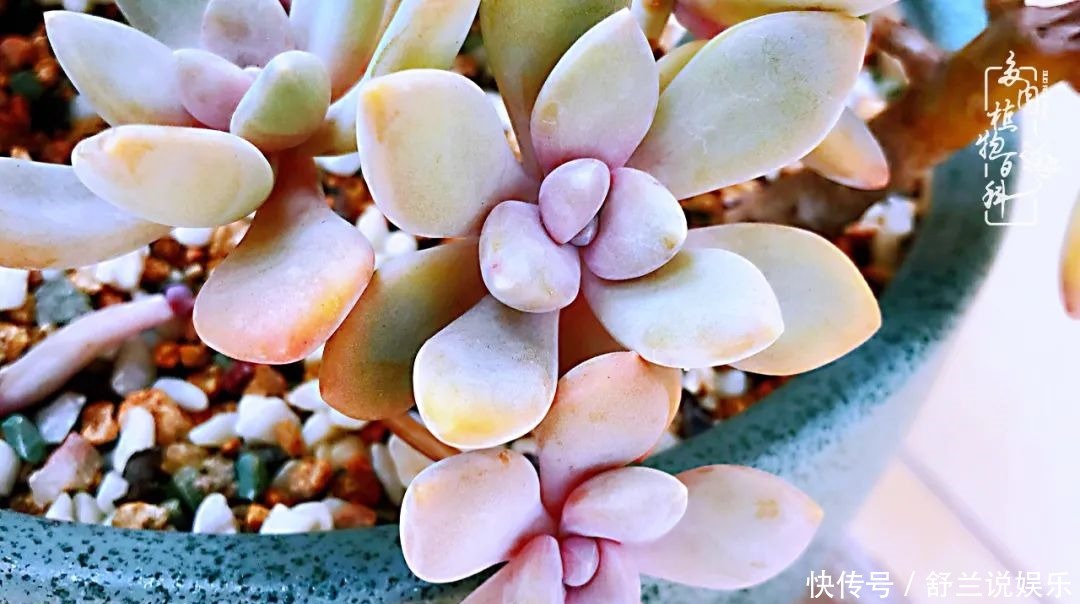 楼顶的多肉,让我的生活无意间打开了一个新世界!