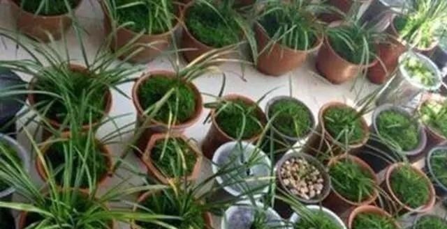 胡大妈养“兰花”，用一种令人厌恶的“营养液”，1盆养成20盆