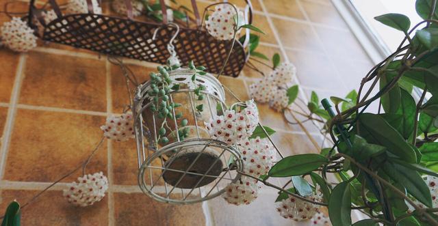 大丽花|五种花开花就变成“球”,好看好养还不挑地方,家里养一盆正合适