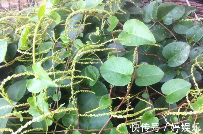 老年人|老年人常吃以下野菜,能活血化瘀,预防高血压!