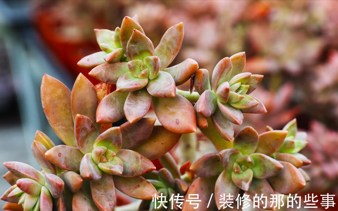 小白|这8款多肉植物好看又好养,被誉为新手小白的福利!