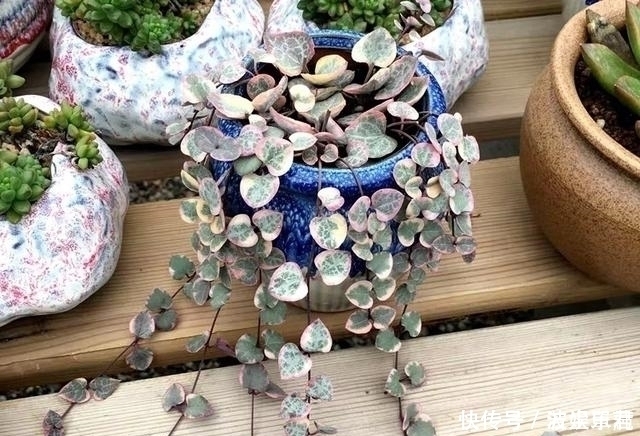 叶子|10款能吊起来养的多肉,一个比一个美,还不占地方