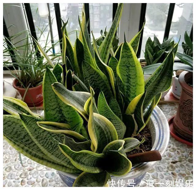 8种绿植,家里养一盆,废气吸光光,净化空气一级棒