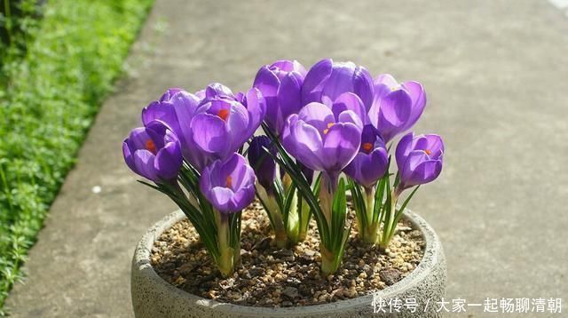 告别绿萝吊兰,此花更好养,丢土里就行,漂亮有芳香,是盆栽佳品