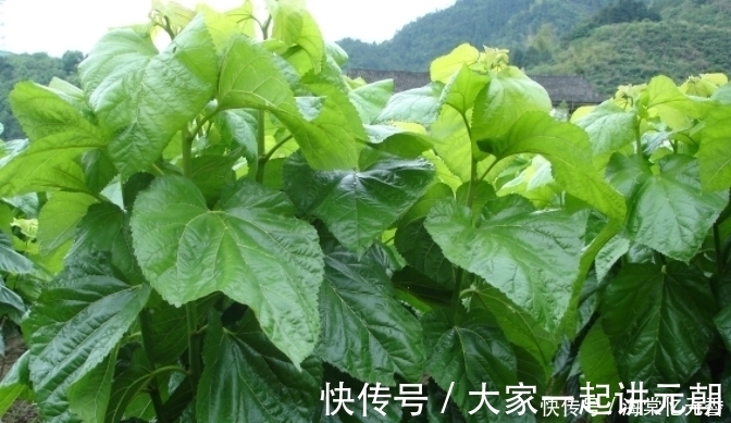 紫苏叶|夏天蛇虫多还容易中暑？别怕，试试农村3种野菜，治蛇咬伤还防暑