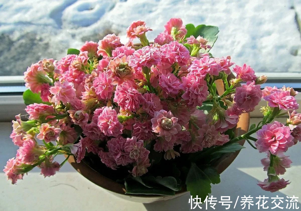 盆栽|好养且容易开花的多肉长寿花，阳光不足可真养不好它