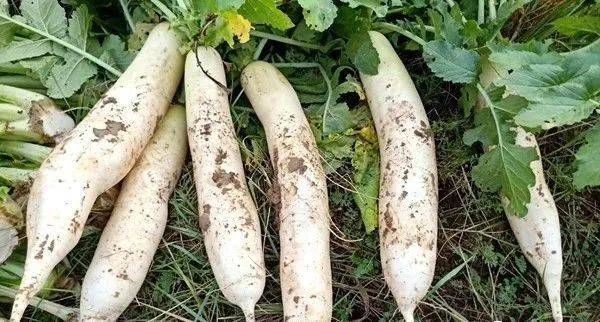 土豆|这个东西要连皮吃,大病小病都不怕,最便宜的才几元一斤