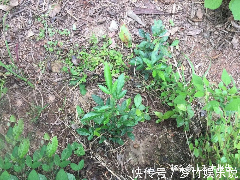 奶奶|人称“饿蚂蝗”,名字挺吓人,用处却很高,过去常炖肉给小孩吃