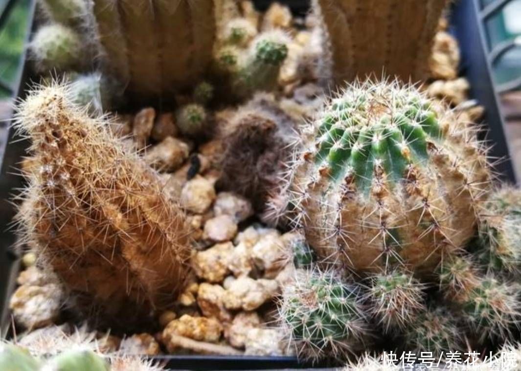 君子兰|6种花怕水涝，浇水太勤总也养不好，不是烂根就是黄叶