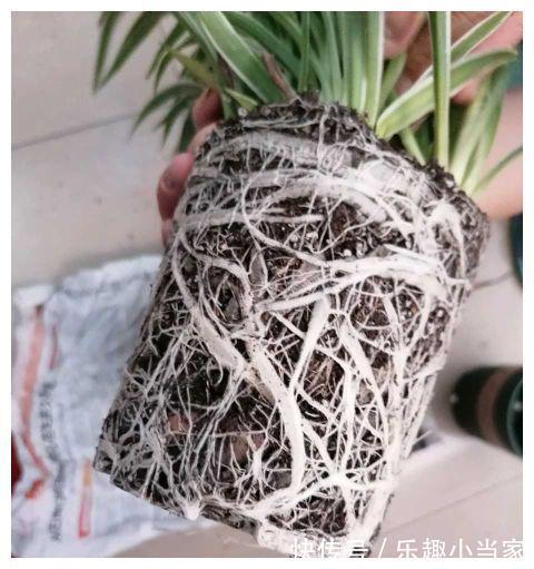 黄叶|夏天得吊兰最怕黄叶长势差,注意这3点,秒变小仙女!