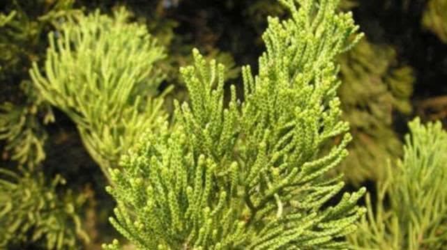 白發別再染黑,學會這4招,頭發變白,一年省下不少錢