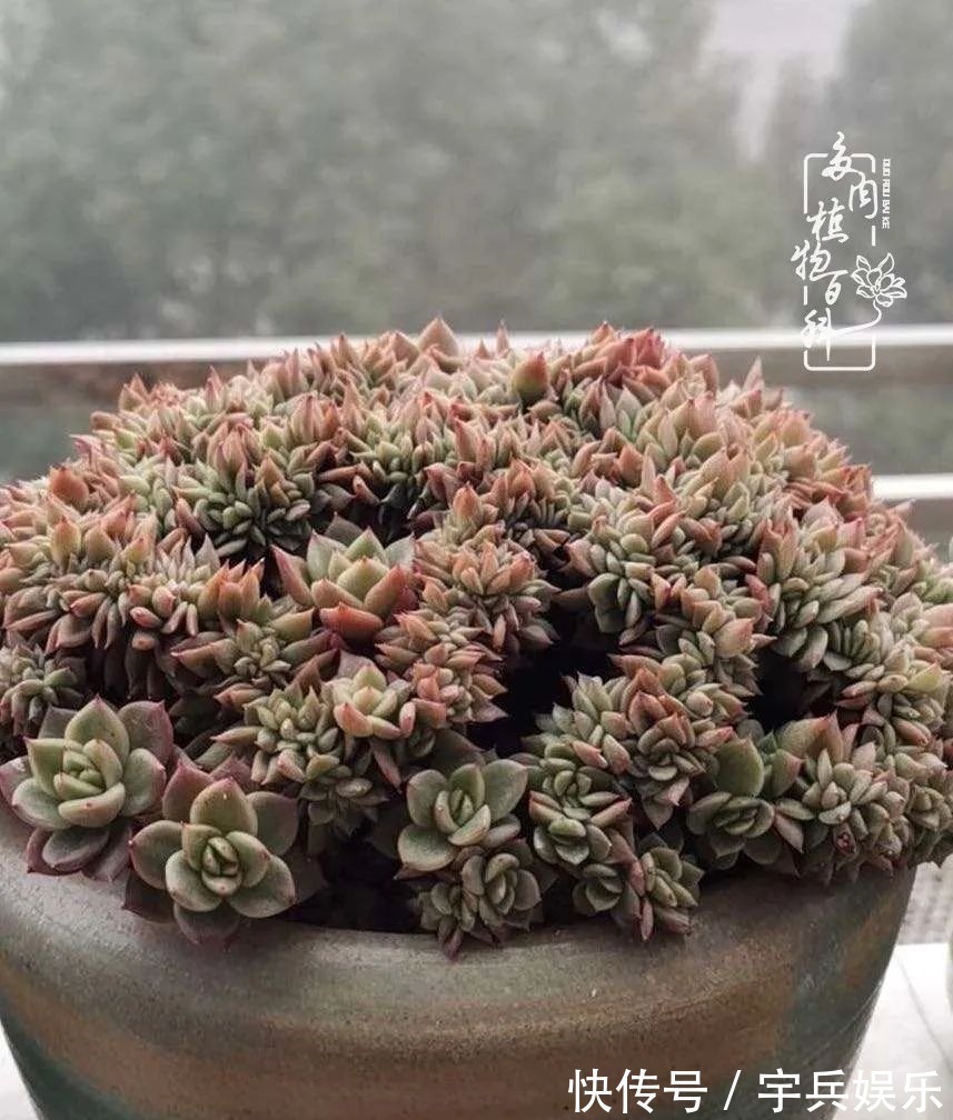 多肉植物|养多肉三年多九万里悟道，终归诗酒田园！