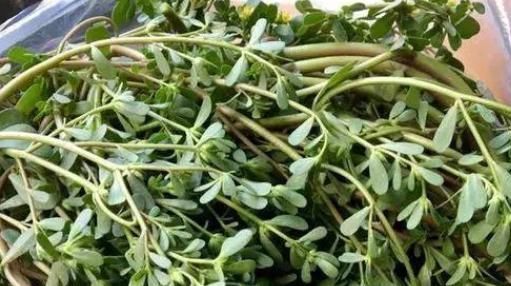 阳台盆栽的“2种”植物,阳台种一些,够吃大半