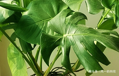 这三种花真是夏季必备,天气越是炎热越能花开爆满盆