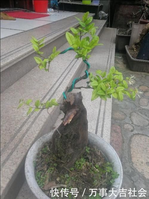 适应性|山上有什么植物适合用来做花卉盆景的吗？