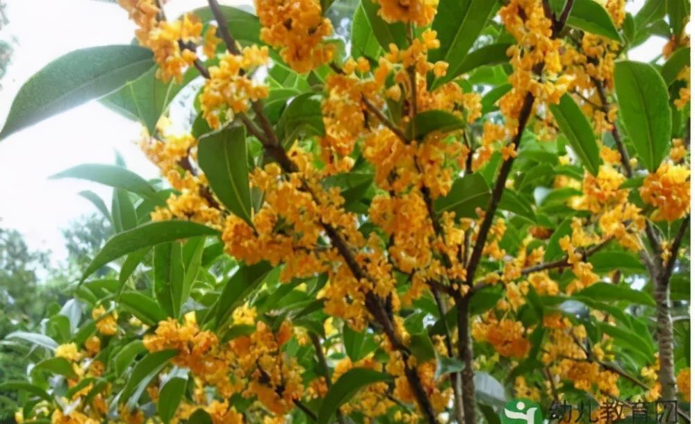 长势差|夏天养5种花，大水大肥要“富养”，否则长势差开花少
