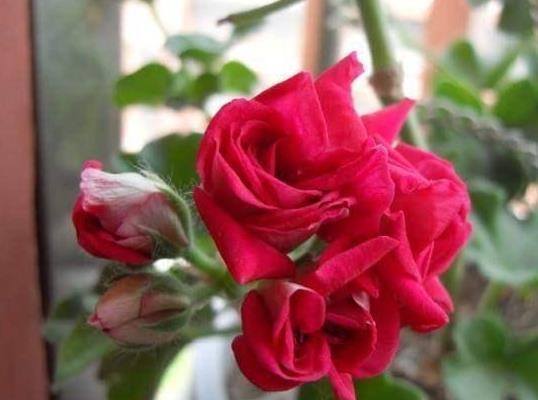 生根|此5种花,花期长又好养,扦插就生根,夏天也一个劲儿的开花